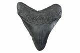 Fossil Megalodon Tooth - South Carolina #362170-1